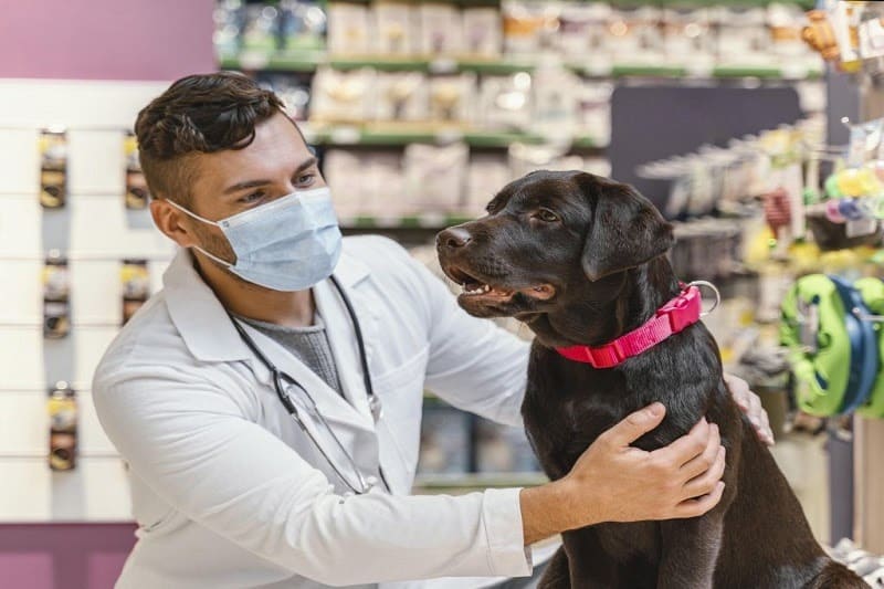 Contabilidade para pet shop - imagem cuidando de um cachorro